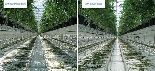 High Haze Tempered Diffused Greenhouse Glass with TUV/SGS Certificates